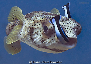 Porcupinefish
Pliers
Bunaken,Sulawesi,Indoneesia, Bunak... by Hans-Gert Broeder 